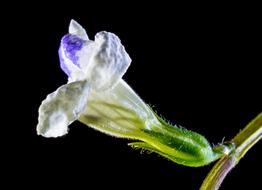 Wild Flower Small White