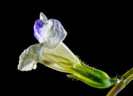 Wild Flower Small White