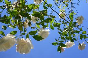 White rose, branches with Flowers at sky