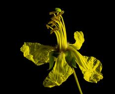 Close-up of the beautiful, blossoming, yellow flower on the stem, at black background