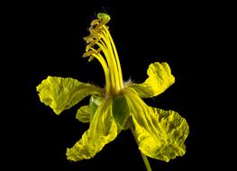 yellow flower amazing