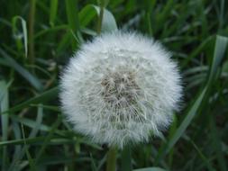 amazing Fluff Dandelion