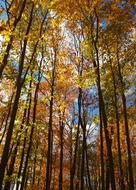 Woods Trees Leaves