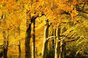 Autumn Trees foliage in park