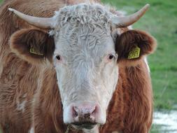 Bull Cattle Farm