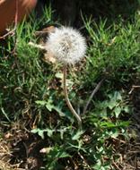 Dandelion Fluff Seed