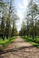 Pedestrian Path Trees