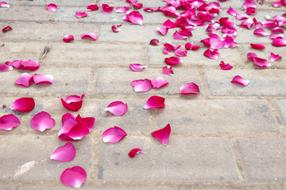 Close-up of the beautiful, red, purple, pink and white rose petals on the pavement