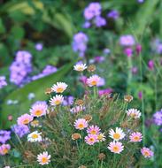 Flowers Daisies Pink