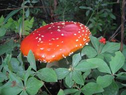 Amanita Muscaria Mushroom