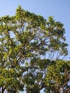 Tree Tall Foliage