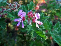 Beautiful, blooming, purple and red geranium flowers with green leaves