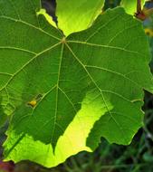 Leaf Green Vine