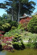 Japanese Garden Trees