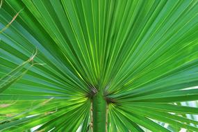 Palm Leaf Fan