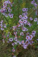 Fall Autumn Purple