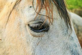 Horse White Head