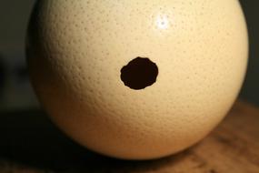 Ostrich Egg Shell hole