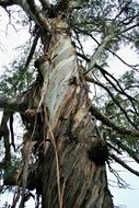 Tree Eucalyptus Trunk