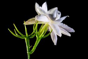white flower on a green stem on a black background