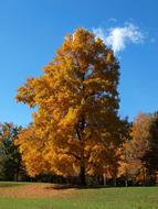 Fall Autumn Park Blue