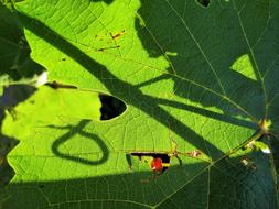 Leaves Vine Grape