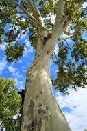Tree Maple Trunk