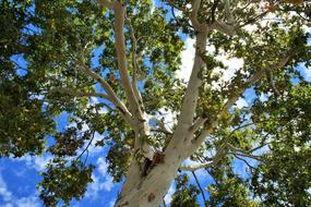 Maple Trees Trunk