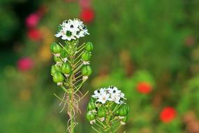 Flowers Small White