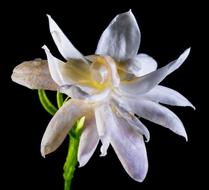 amazing white Wild Flower