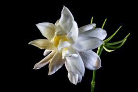 macro photo of a white wild flower on a black background