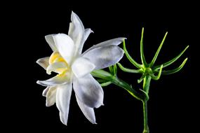 Wild Flower Blossom Bloom at dark