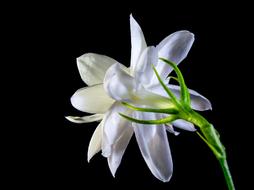 white flower on a stem on a black background