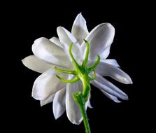 back view of white flower