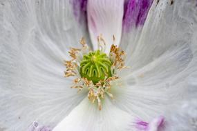 Flower Abstract Close-Up white green