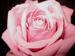 Close-up of the beautiful, blooming, pink and white, gradient rose flower