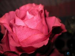 amazing Rose pink Flower