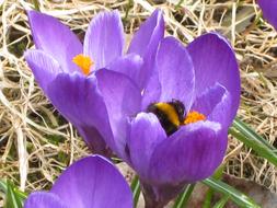 Spring flowers, Purple Crocus
