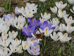 Tortoiseshell Crocuses in spring