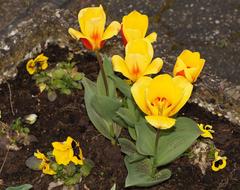 yellow tulips on a flowerbed in spring