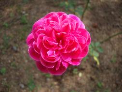 Rose Bloom Fragrance pink