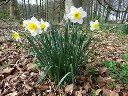 Narcis Spring Yellow in the forest