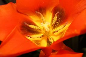 Tulip Flowers Sharpness Game