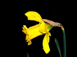 Daffodils Bloom black background