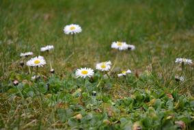 White Flowers in grass