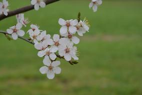 White Blossoms Bloom