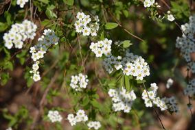 spirea, shrub with White Blossoms
