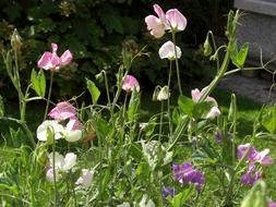 Close-up of the beautiful and colorful vetches with the flowers, among the green grass, in light