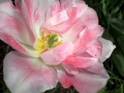 pink tulip on a flower bed close-up