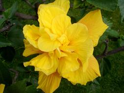 Hibiscus yellow green leaf